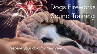 Dogs New Year Fireworks Sound Training