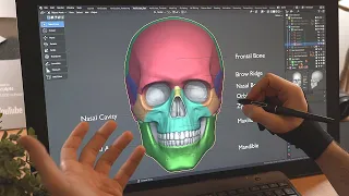 How to Sculpt the Skull for Beginners in Blender - Anatomy, Proportions and The 5 Stages
