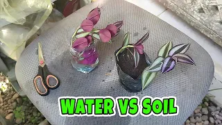 INCH PLANT PROPAGATION SOIL VS WATER