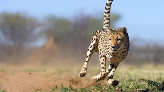 Guepardos: contra todo pronóstico - Grandes documentales