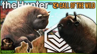 The TOUGHEST Map Got Us A Piebald & Diamond European Bison! Call of the wild