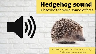 FREE Hedgehog Sound Effect