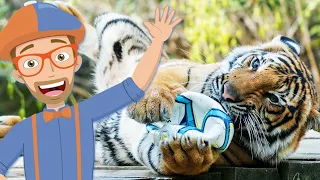 ZOO SONG | Educational Songs For Kids