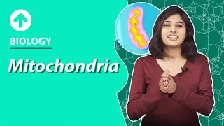 Mitochondria | Cell-Structure & Function | Biology | Class 9