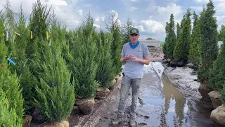 Product highlight:  Spartan Junipers