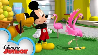 Flamingo-A-Go-Go | Mickey Mouse Hot Diggity Dog Tales | Disney Junior