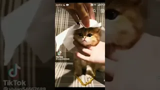 🐱🐈котик шейх🐈🐱#tiktok #shorts #TikTok#shorts