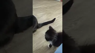 New Kitten is Not Impressed with Socks Eating His Food