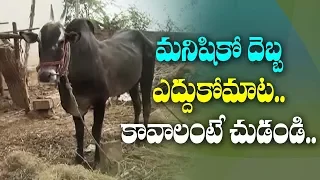 మనిషికో దెబ్బ - ఎద్దుకోమాట  కావాలంటే చుడండి   | ABN Telugu