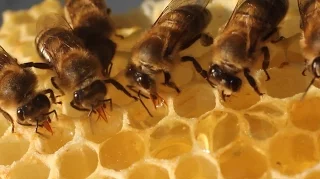 The Bee Dance