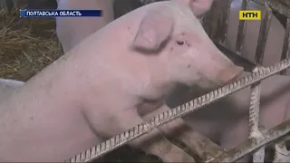 Заражених африканською чумою свиней, хотіли продати на ковбасу на Полтавщині