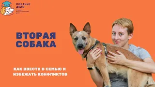 Вторая собака в семье. Как избежать конфликтов