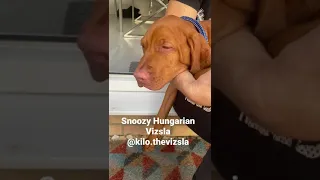 Hungarian Vizsla @kilo.thevizsla on Gotcha day