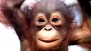 Monkey Singing Happy Birthday Song Funny