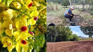 CAPIAÇU:A nossa salvação no recomeço na produção de leite/Muitas flores aqui em casa         #agro