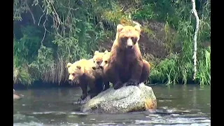 273 and her cubs go fishing! Explore.org 29 June 2020