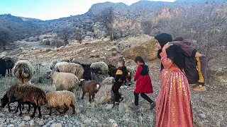 Bringing Sheep Home: A Single Mother's Journey with Her Kids