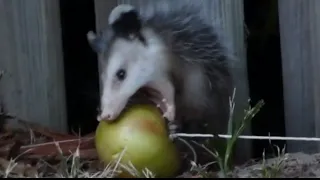 Baby Opossum Trying To Eating Apple - Looks Like Our Opossum Baby Got Hurt By Another Animal :-(