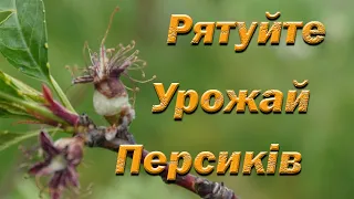 Обробка персика під час росту від кучерявості листя. Третя профілактична обробка персика