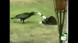 Дружба кота и ворона