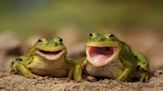 Funny Screaming Frogs