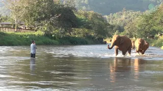 Elephants Ran To Reunion With The Favorite People Who Away For 14 Months - ElephantNews