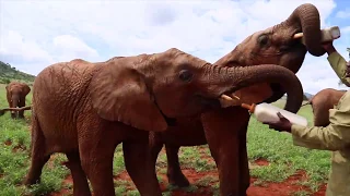 Behind the scenes of the Voi orphan elephant Unit | Sheldrick Trust