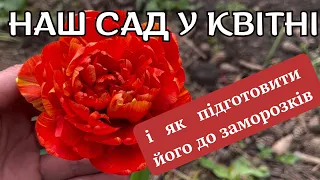 САД У КВІТНІ🏡НЕОЧІКУВАНЕ ПОХОЛОДАННЯ, ЯК ПІДГОТУВАТИ САД ДО ПРИМОРОЗКІВ #сад #садок #садівництво