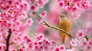 Цветущая весна и саксофон|Восхитительные цветущие деревья|RELAX