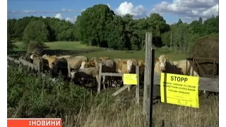 Спалах сибірської виразки зафіксували у Швеції та в Росії