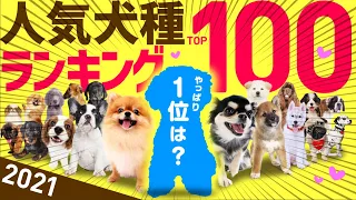 Top 100 Most Popular Dog Breeds | Japan, 2022