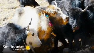 INTENSE: A Yak Mom Confronts a Predatory Snow Leopard 🐆🐂 Smithsonian Channel