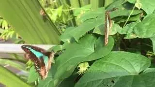 This Butterfly Mating Dance is Kinda Freaky