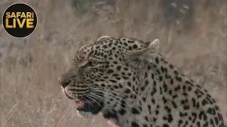 safariLIVE- Sunset Safari - September 28, 2018