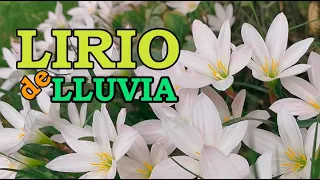 LIRIO de lluvia 🌺 brujita 🌺 crecimiento y floración ✅