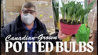 JFTV: Canadian-Grown Potted, Flowering Bulb Plants with Mike