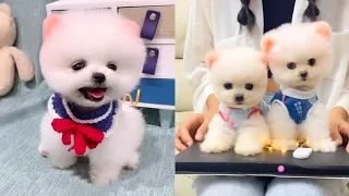 Cute and Funny Pomeranian Videos 34 #Shorts