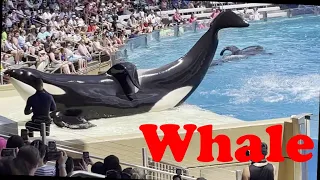 Orca Killer Whale Show at SeaWorld in Orlando in May 2024