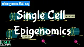 Single Cell Epigenomics | Single Cell Gene Expression |