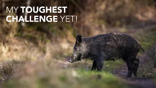 Wild Boar in the UK - My Wildlife Photography Search for an Elusive Animal!