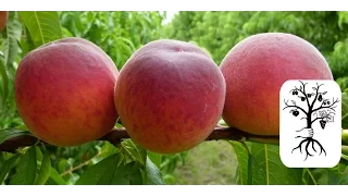 Pfirsiche, Nektarinen und Tellerpfirsiche schneiden - Obstbaumschnitt