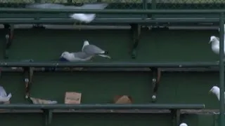 MIL@CHC: Seagulls flock to Wrigley to watch the game