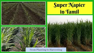 Super Napier grass stems for sale in Tamil Nadu @ 9790987145 / Super Napier grass for Dairy Farming