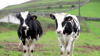 Dairy Cow Holstein Friesian Cow Farming  • Cow Video