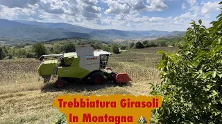 Trebbiatura Girasoli in Oltrepo Pavese - Claas Tucano 430