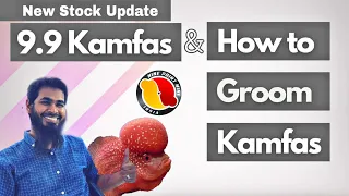 Imported Rare variety 9.9 Kamfa Stock Update |Veil tail Kamfa | F2 & 9.9 Zeeshan's KAMFA Flowerhorns
