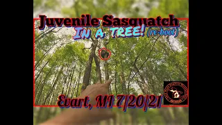 Juvenile Sasquatch in a Tree! ~(Re-Boot!) ~Evart, MI 7/20/21