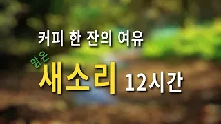 맑은 새소리와 함께 커피 한 잔의 여유를.. 백색소음 Forest Birds Chirping 12시간 I 까페 I ASMR I 공부 I 수면