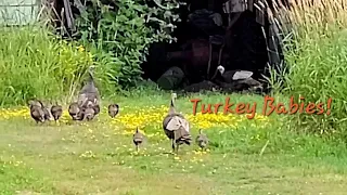 Baby Turkeys (Gobbler and hens patrol the tall grass)