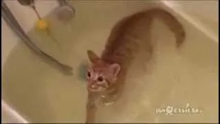 Плавающий в ванне кот! I can swim